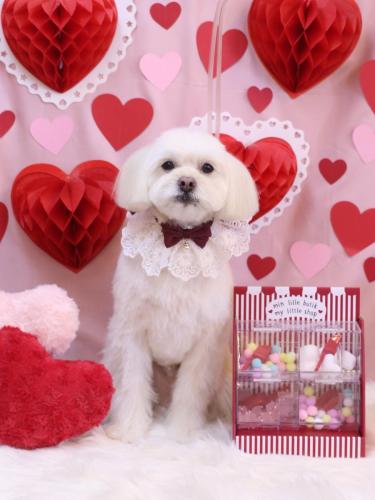 20240207あずきくん